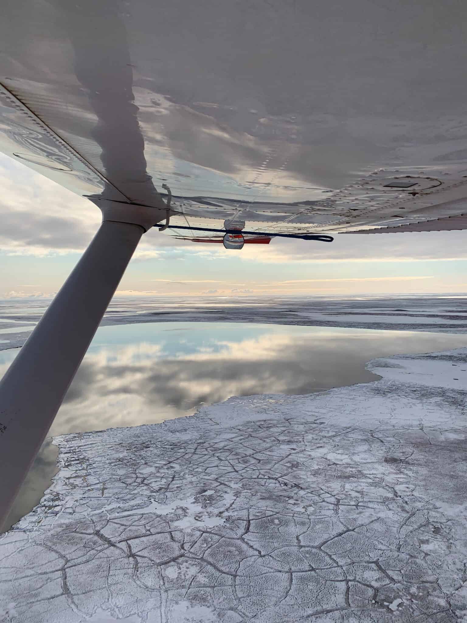 JWM: Low-flying aircraft affect polar bear behavior - The Wildlife Society