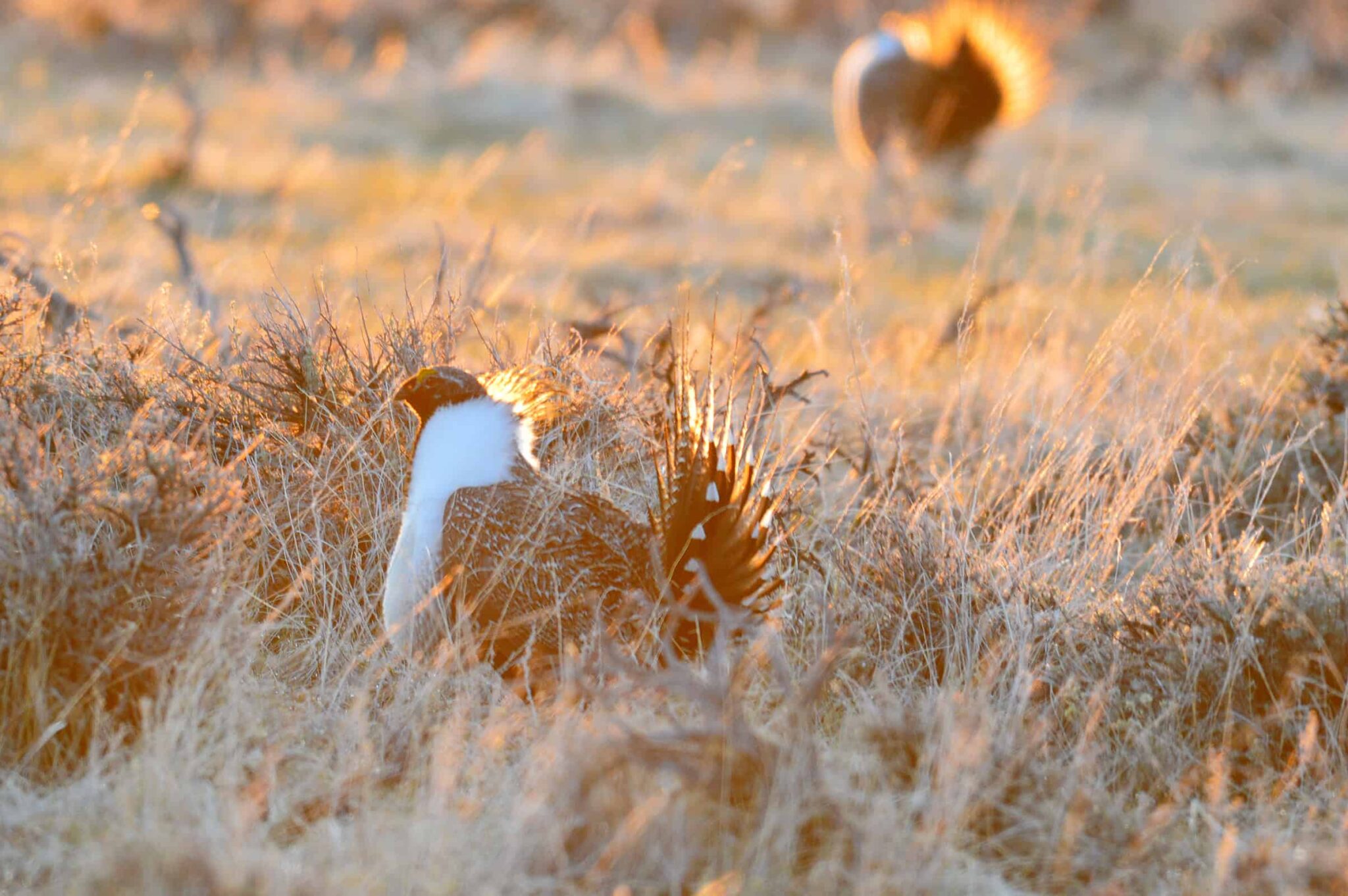 BLM begins conservation planning updates for greater sage-grouse - The ...