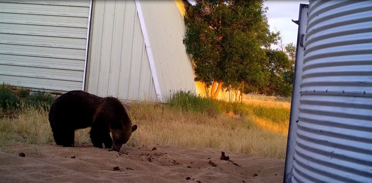 JWM: Scare devices keep grizzlies away from grain spills - The Wildlife ...