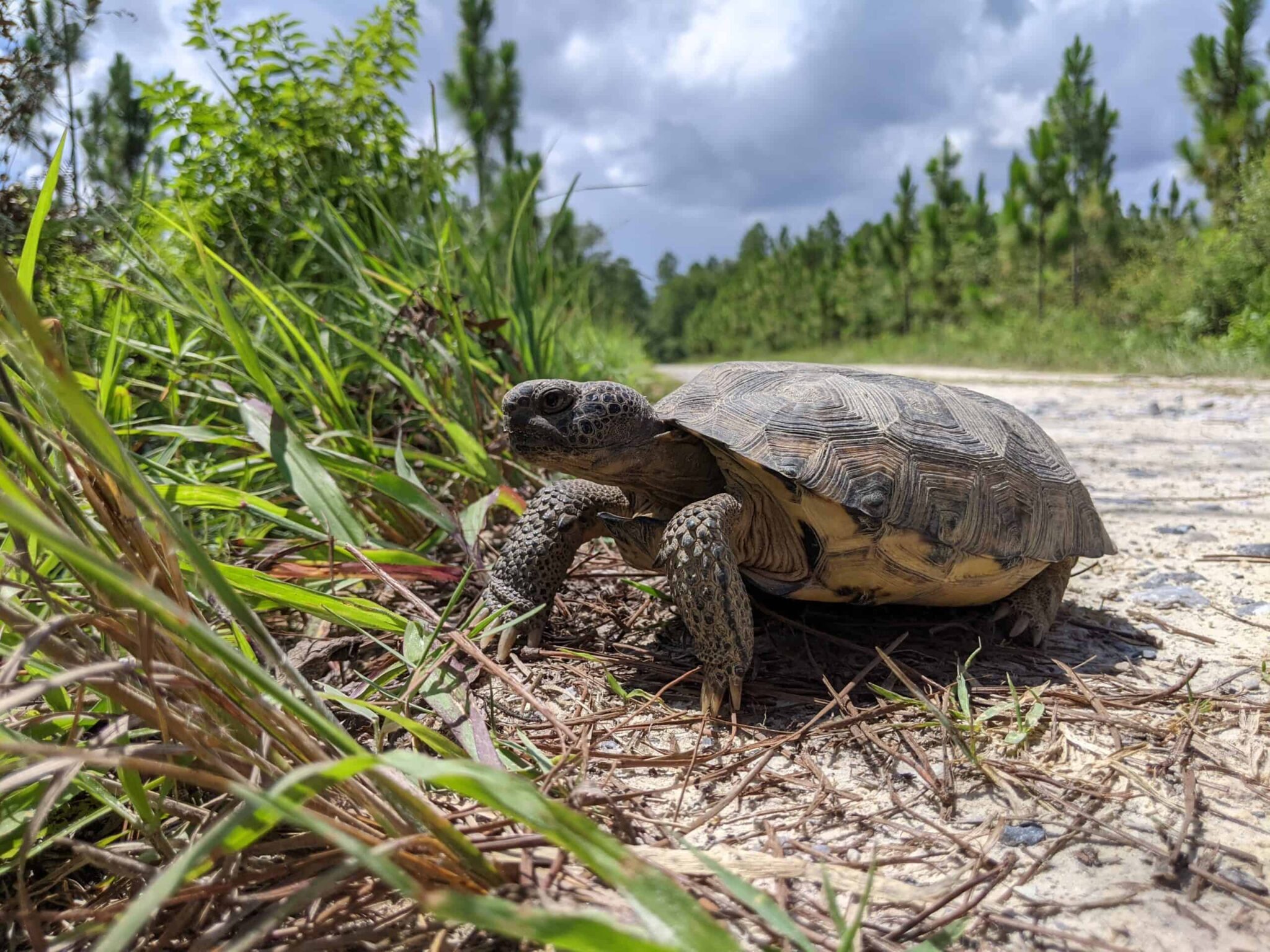 For translocated Florida tortoises, survival is troublingly low - The ...