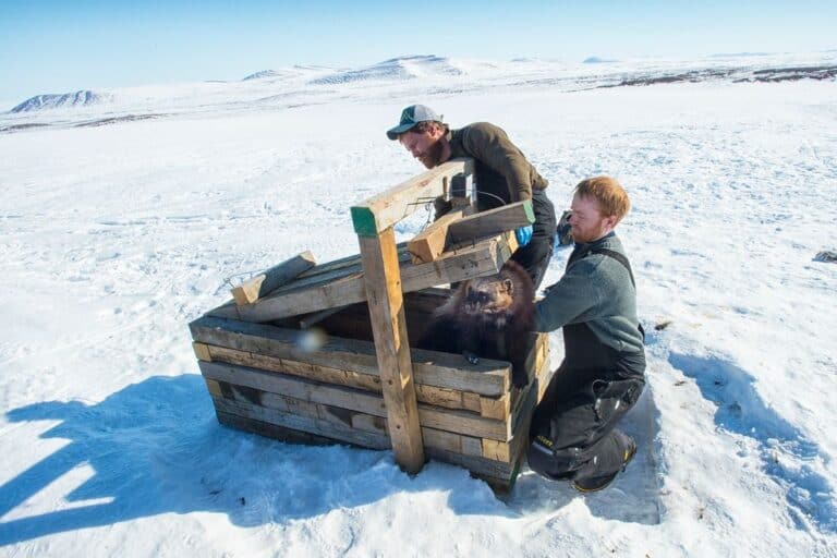 JWM: In the Alaskan Arctic, where are all the wolverines? - The ...