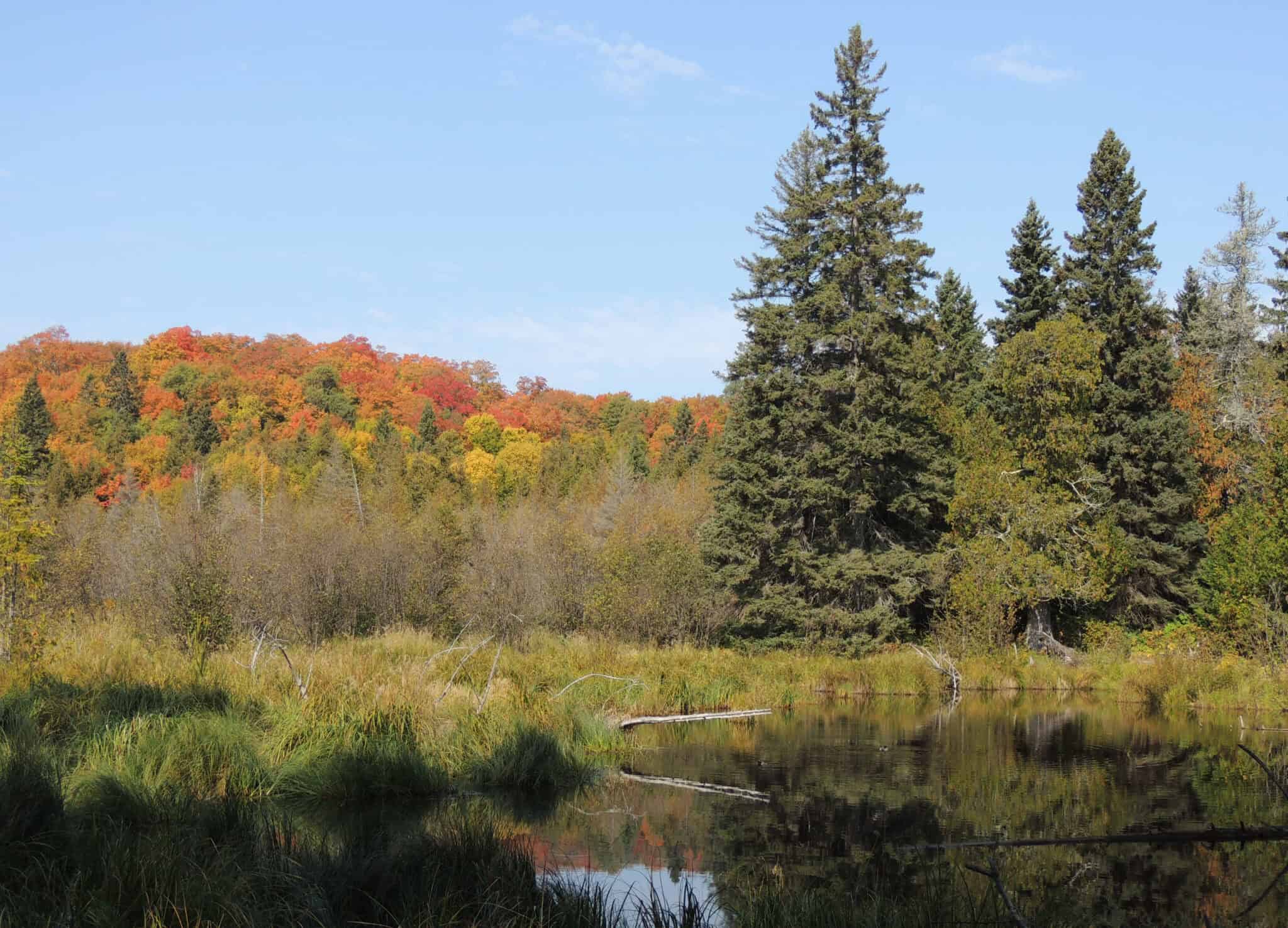 Wolf influx on Isle Royale only temporarily affects mesocarnivores ...