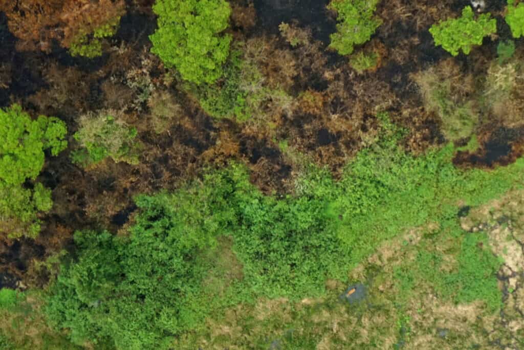 Ismael Brack and his research colleagues flew fixed-wing drones over the Pantanal wetland to study the habitat and abundance of marsh deer. Credit: Ismael Brack