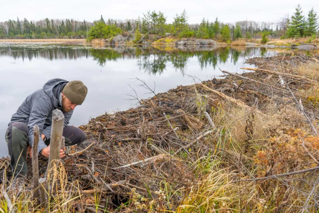 Credit: Voyageurs Wolf Project