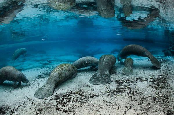 Florida manatees increased with human presence in Florida. Credit: Carol Grant, USFWS