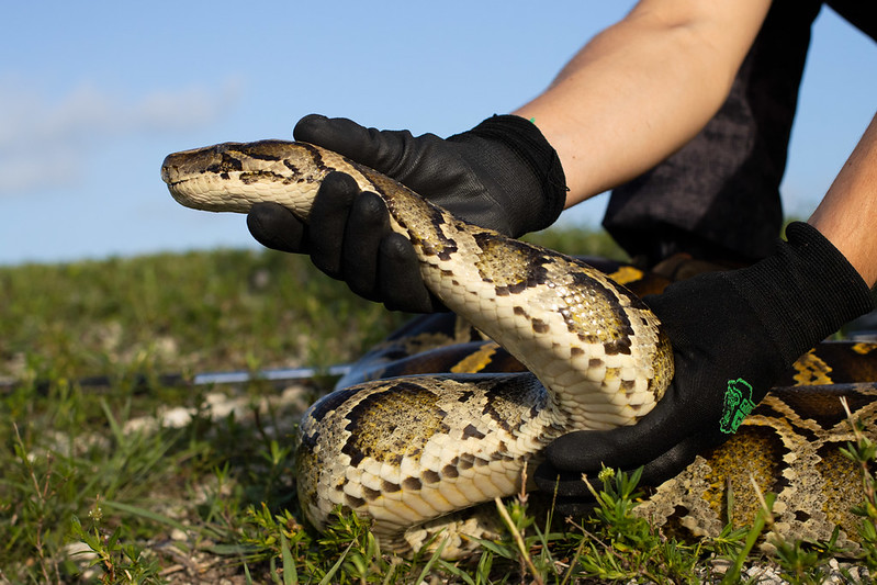 Individual handling a captured bermese python.
