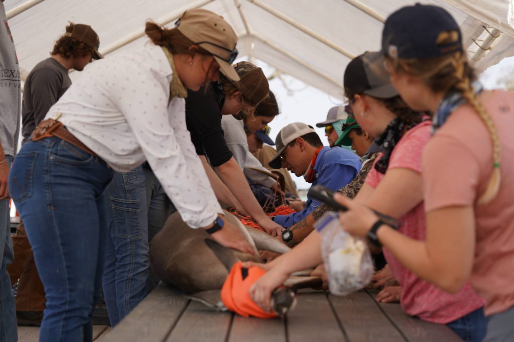 A team of wildlife rescue professionals attend to a sedated deer