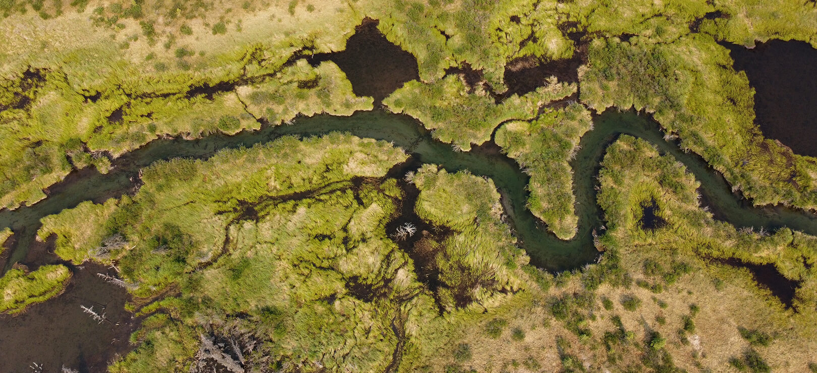 Aerial drone shot of a small creek winding through a lush marsh ecosystem