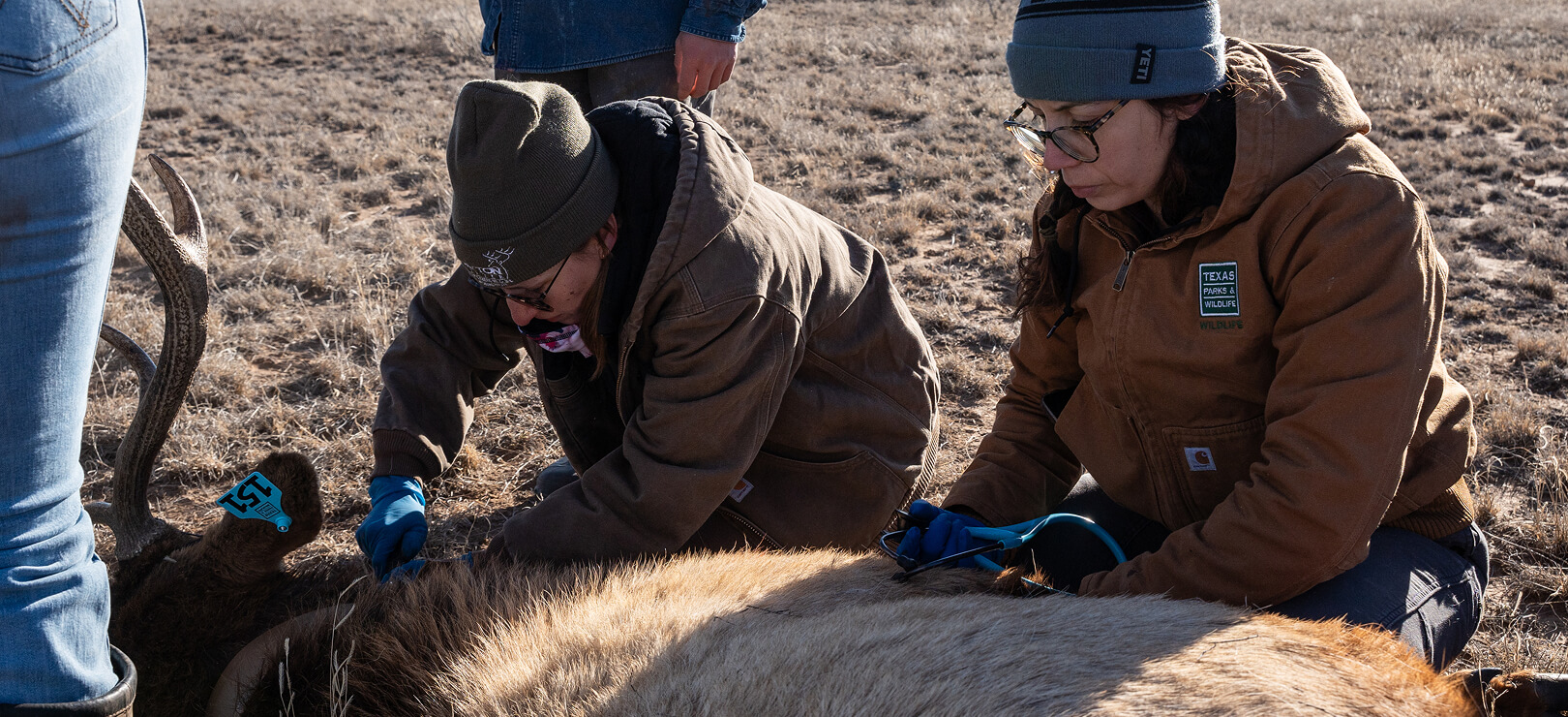 Two wildlife scientists tag an examine a sedated elk in a field, tracking its migratory patterns