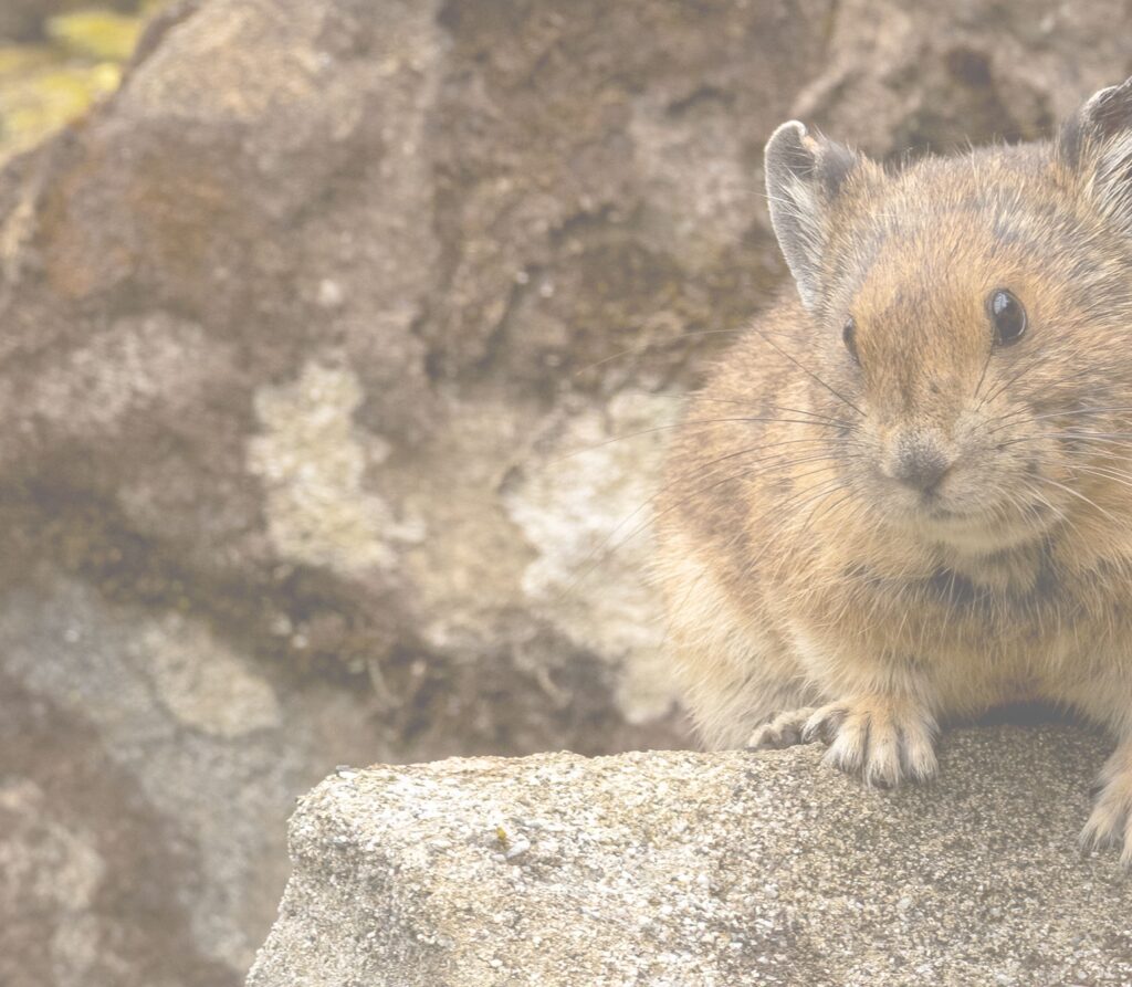 A conservationist's photo of an amarillo elk perched on a lichen covered rock