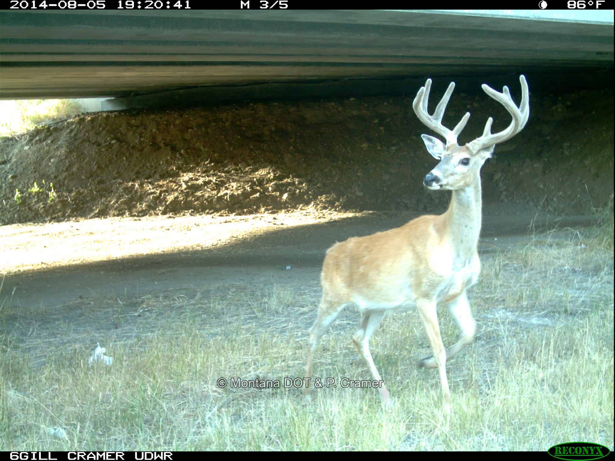 Montana US 93 buck_beauth_dawns_PCramer