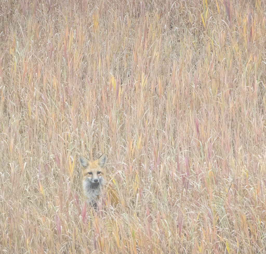 A fox crouches, nearly camouflaged in a field of tall dry grass