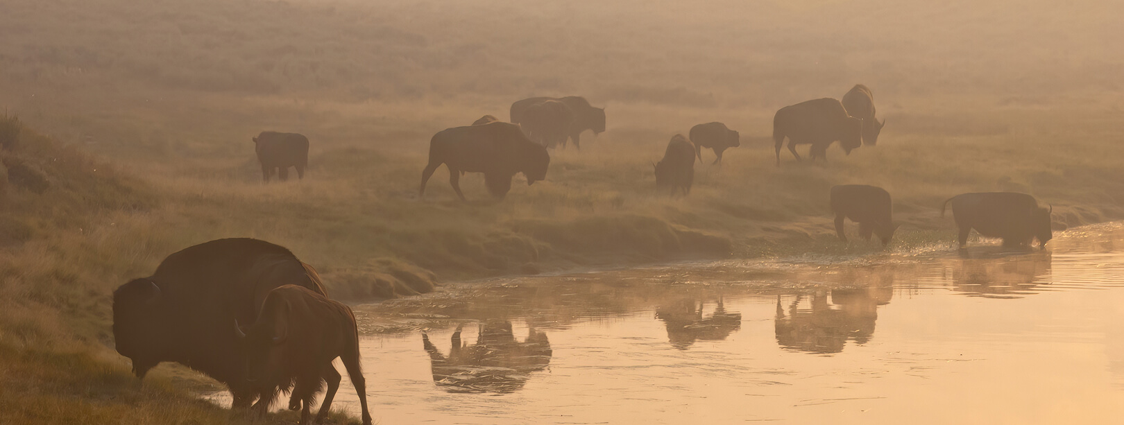 Bison gather at a watering hole, showcasing herd behavior and social hierarchy
