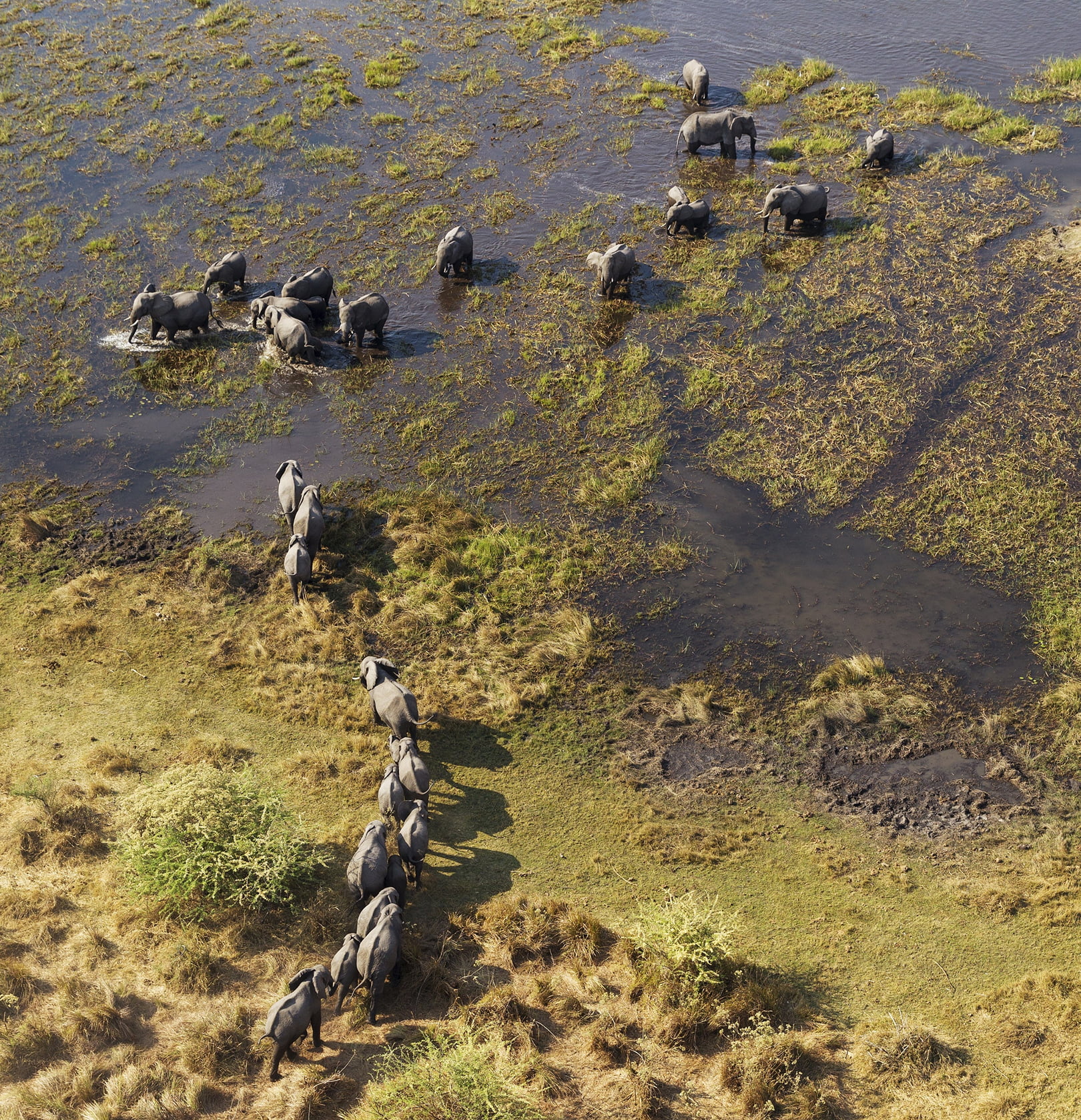 Aerial view of African elephants crossing a moss-covered stream in an ecosystem protected by wildlife conservation efforts.