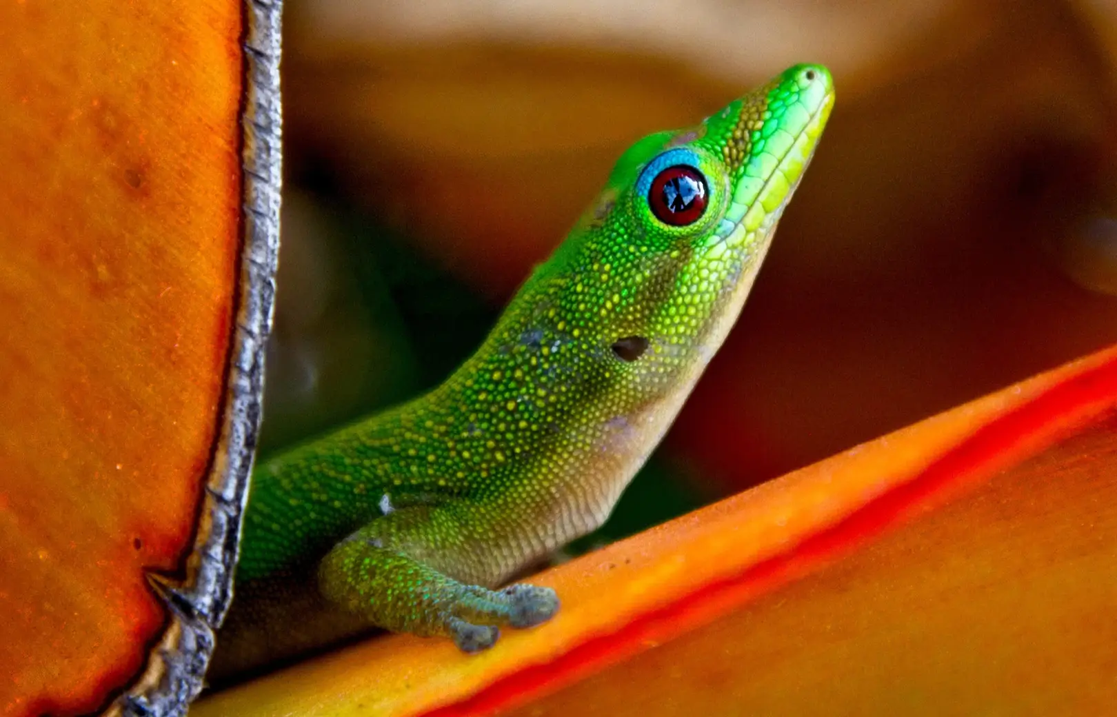 Close-up of gecko lizard on red leaf
