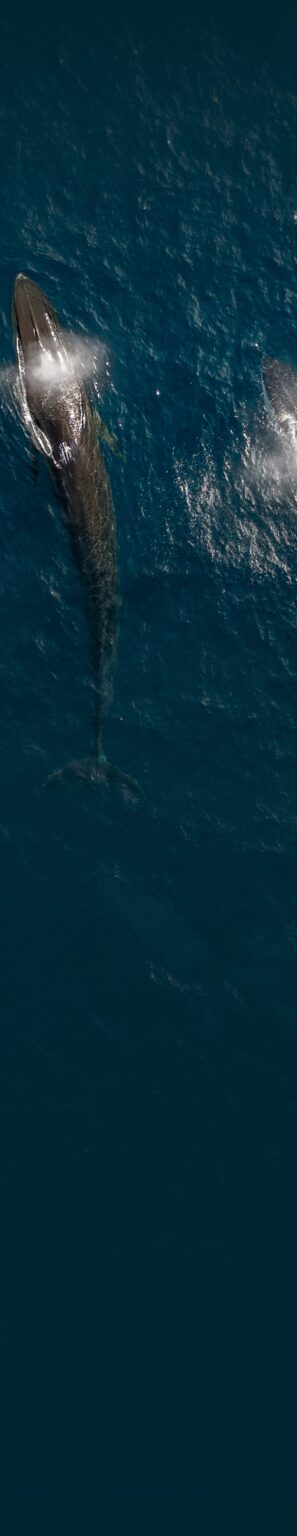 A whale surfaces, creating ripples in a vast blue ocean