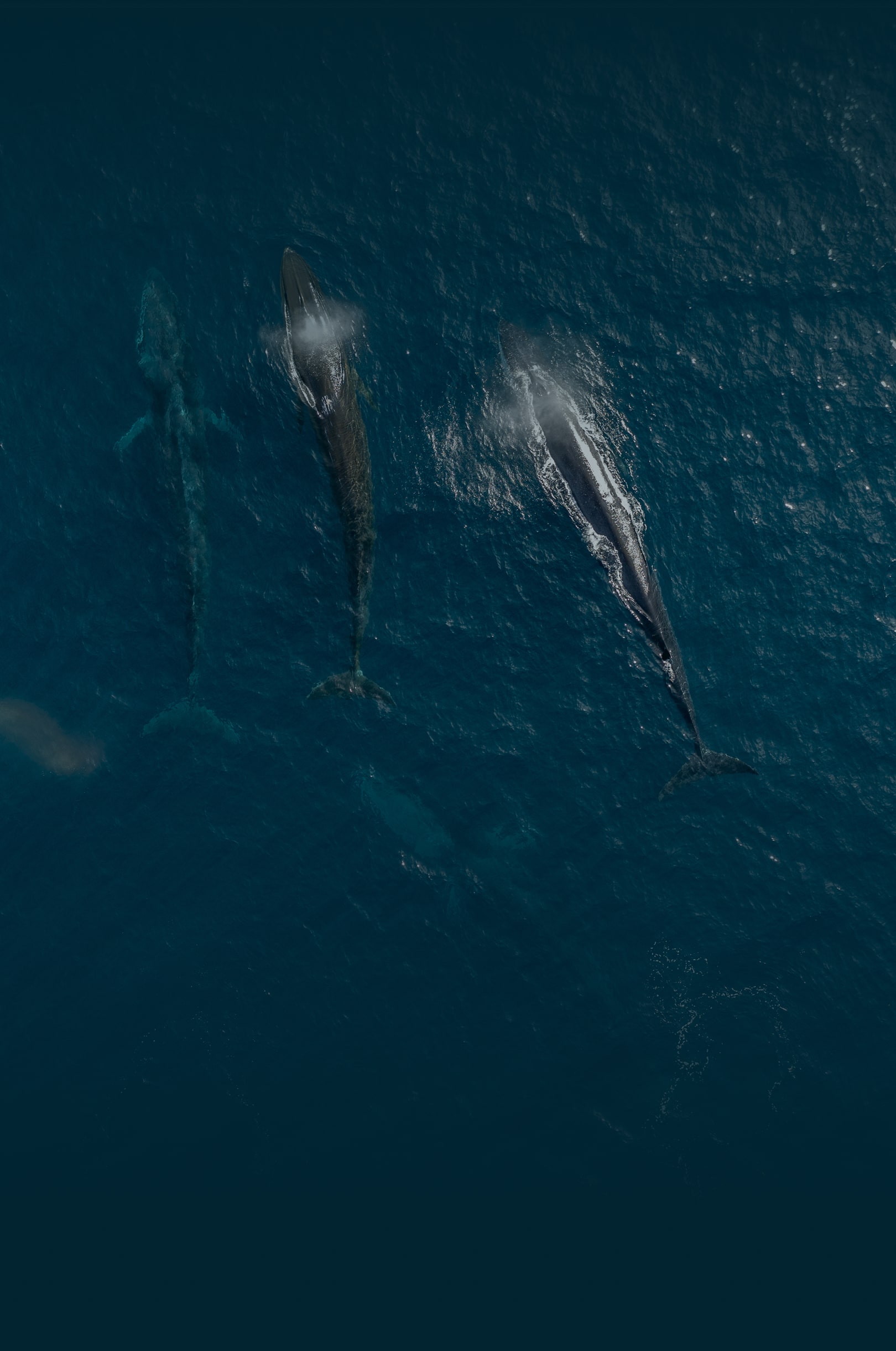 A pod of three whales breaks the ocean's surface, highlighting the species' complex social dynamics