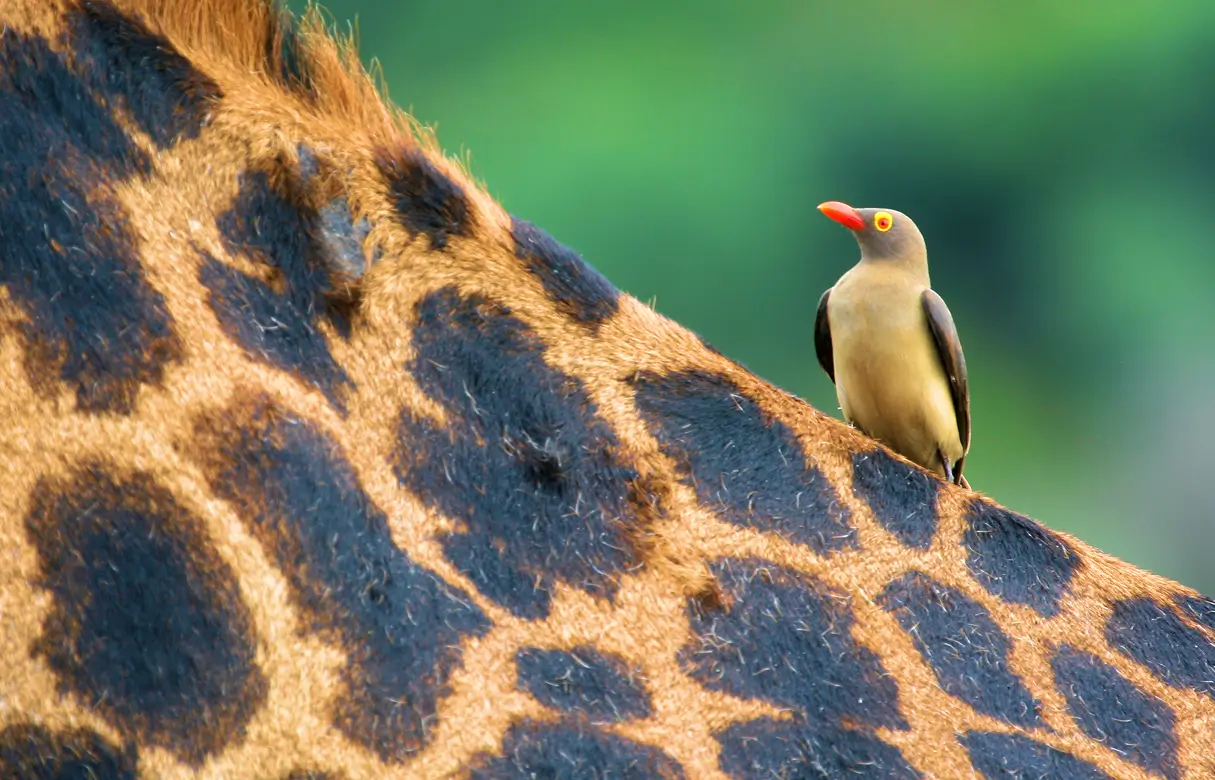 Close-up of oxpecker bird sitting on the back of a giraffe