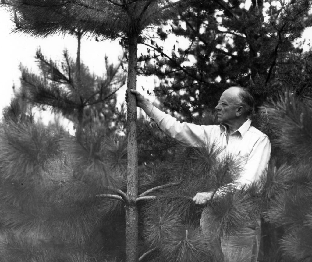 A black and white photo of a wildlife conservation professional examining a young tree in a brushy forest ecosystem.