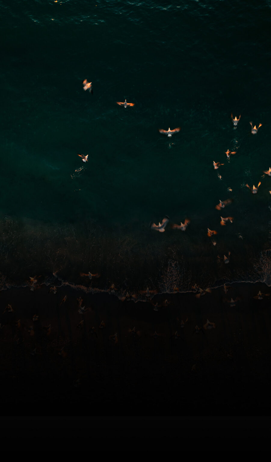 Blurred by rapid motion, a flock of birds skims the surface of a dark lake along their migratory path.