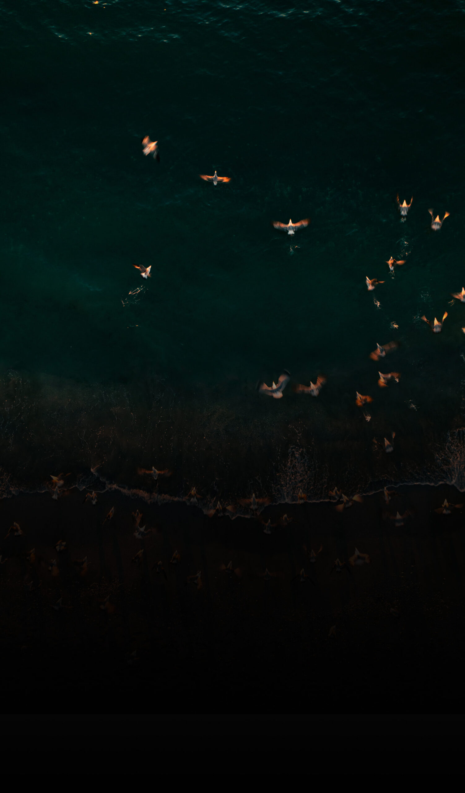 Blurred by rapid motion, a flock of birds skims the surface of a dark lake along their migratory path.