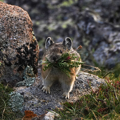 A small rodent species perches on a rock with a bundle of grass in its mouth