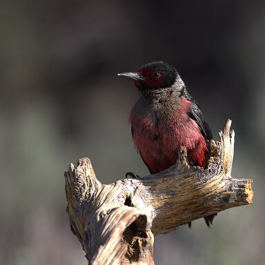 A small red-breasted bird perches on a gnarled tree branch in an arid ecosystem
