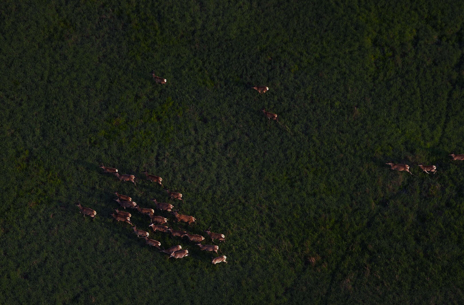 an aerial image of a herd of white tailed dear migrating across a verdant habitat