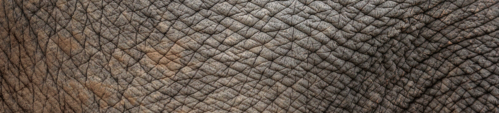 Close up of an elephant's textured skin highlighting the species' environmental adaptations