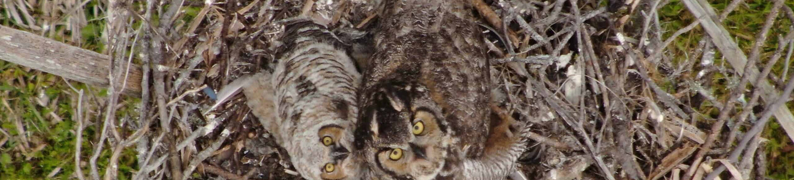 Two owls well camouflaged in a tree top next, showcasing environmental adaptability