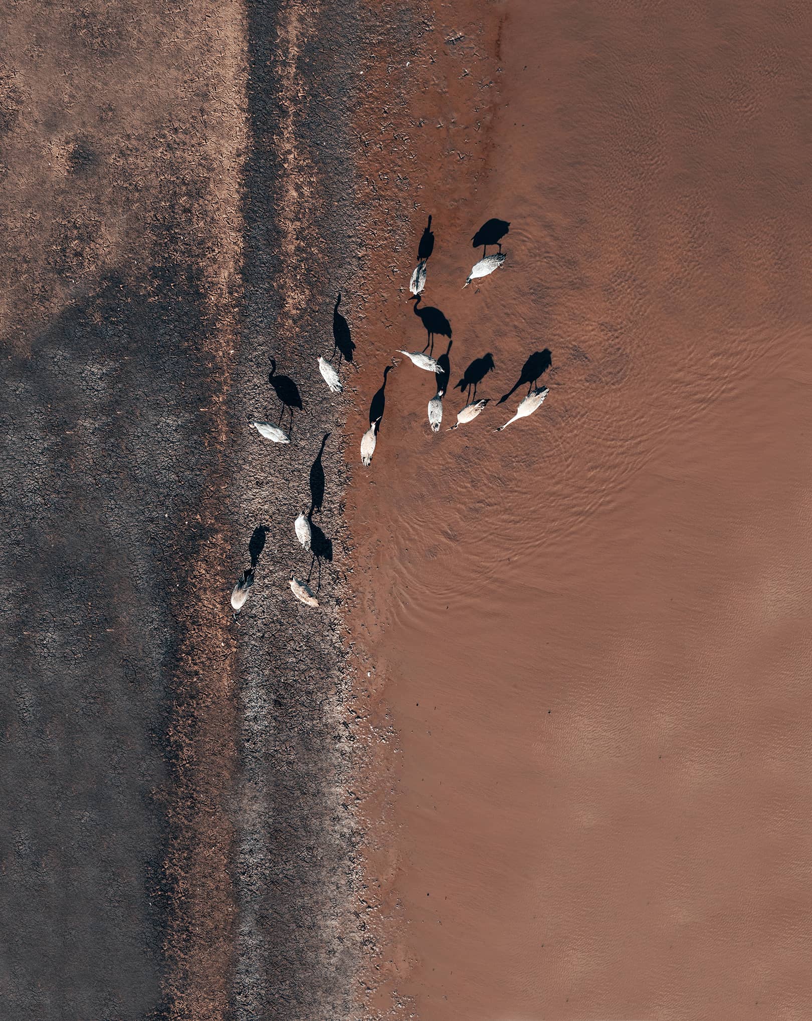 Aerial shot of a flock of egrets wading in the edge of a shallow pool, showcasing habitat adaptation and migratory behavior