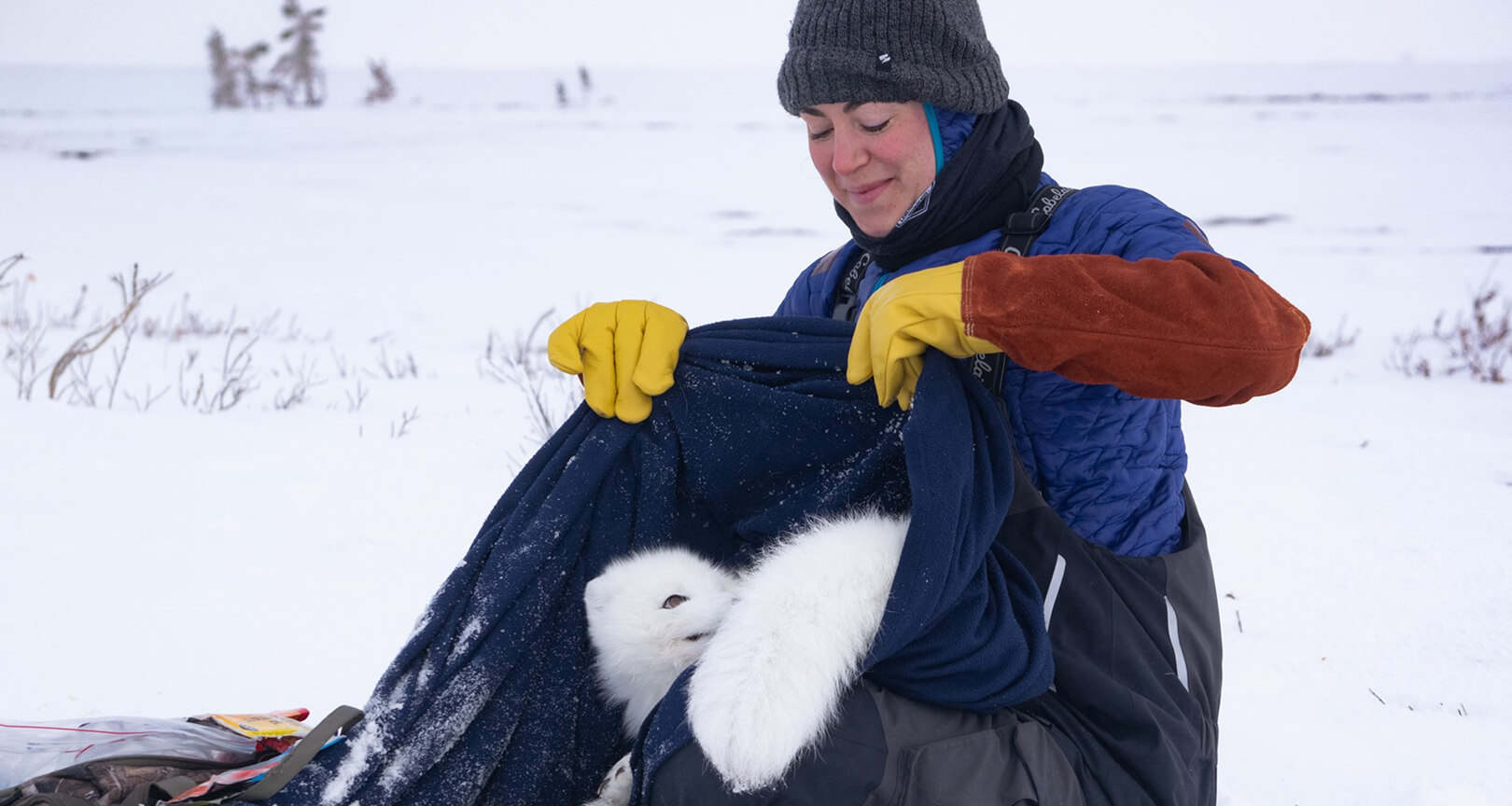 a wildlife scientist releases a trapped arctic fox as part of her wildlife rescue job