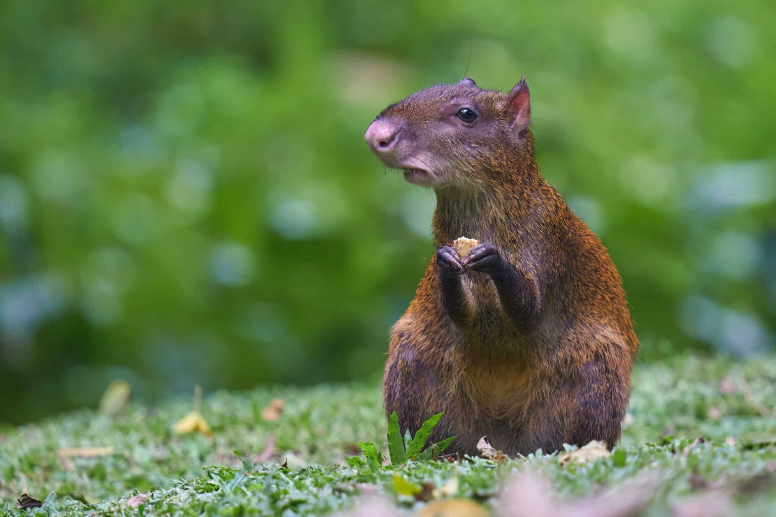 A small,brown rodent pauses in a green grassy environment
