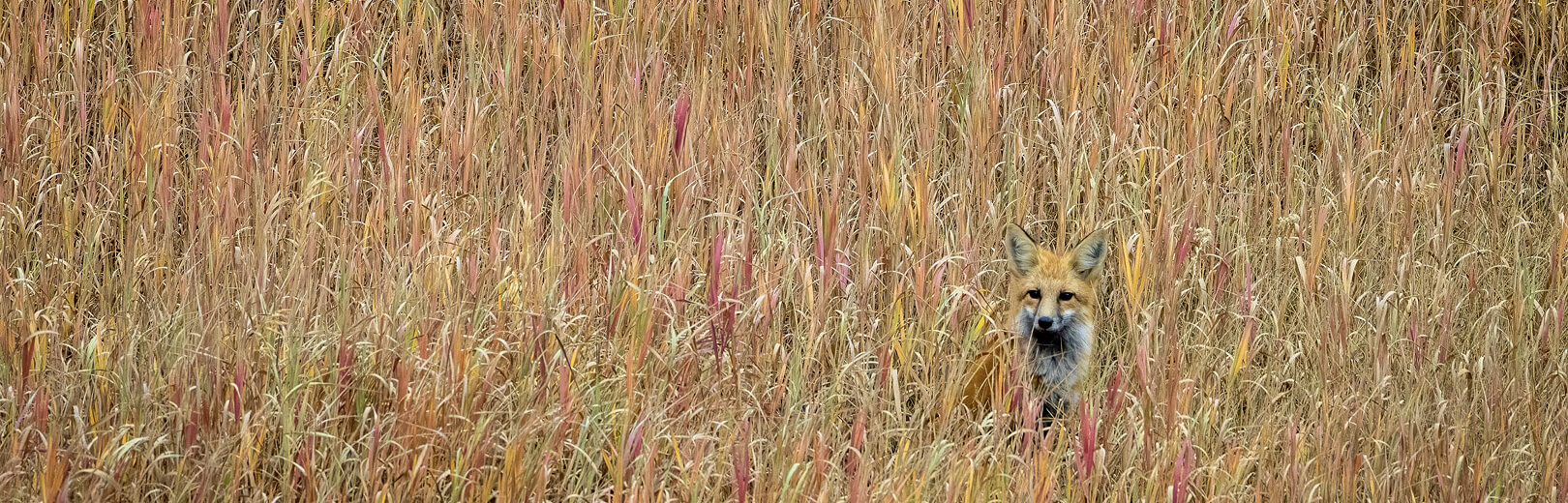 a fox blends into a tall, grassy environment, highlighting its camouflage adaptation