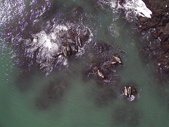 A drone photograph of a group of harbor and gray seals sunning themselves in their natural habitat