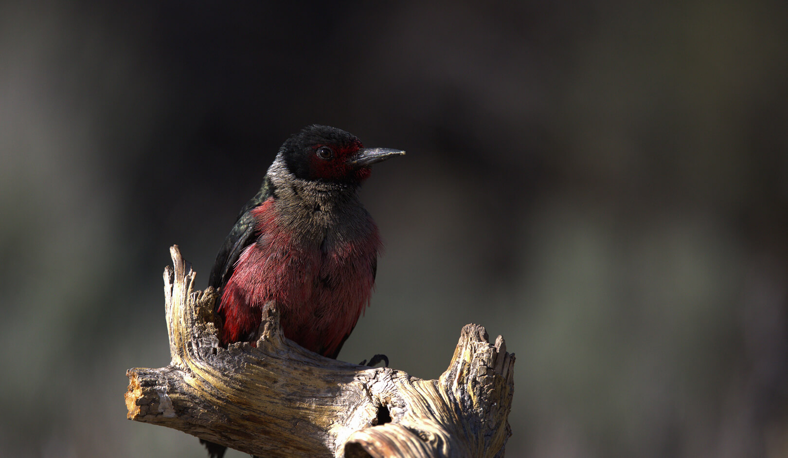A small red-breasted bird perched on a gnarled branch