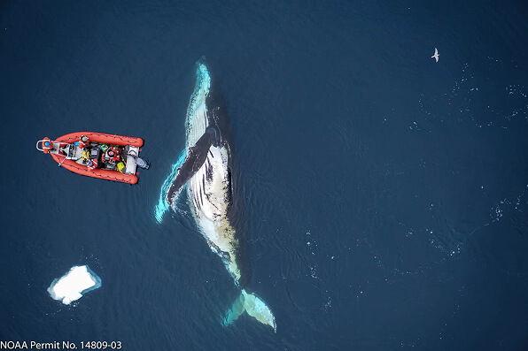 Drone shot of a group of marine biologists observing a surfacing whale 