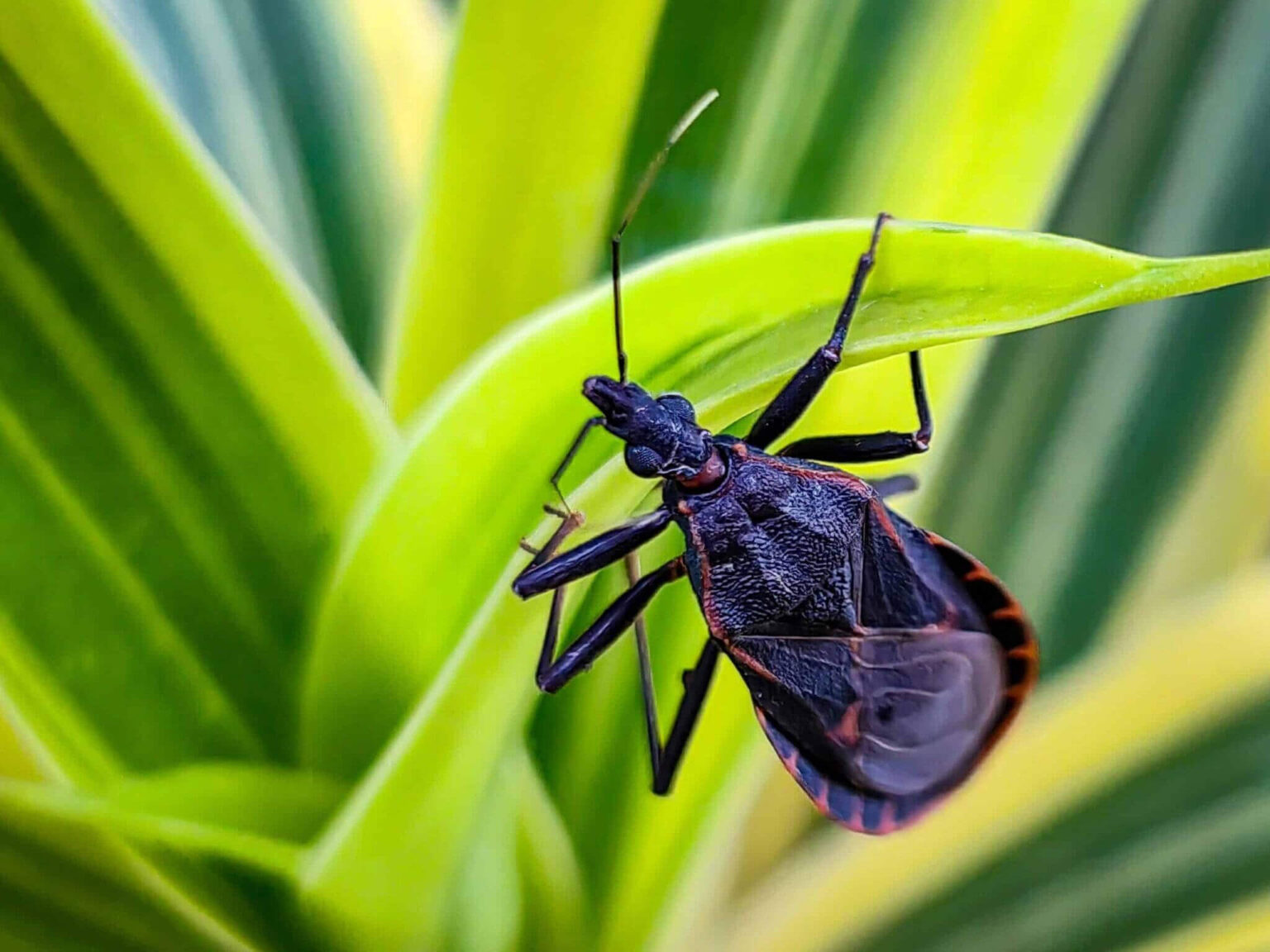close up of a kissing bug clinging to a bright green blade of grass