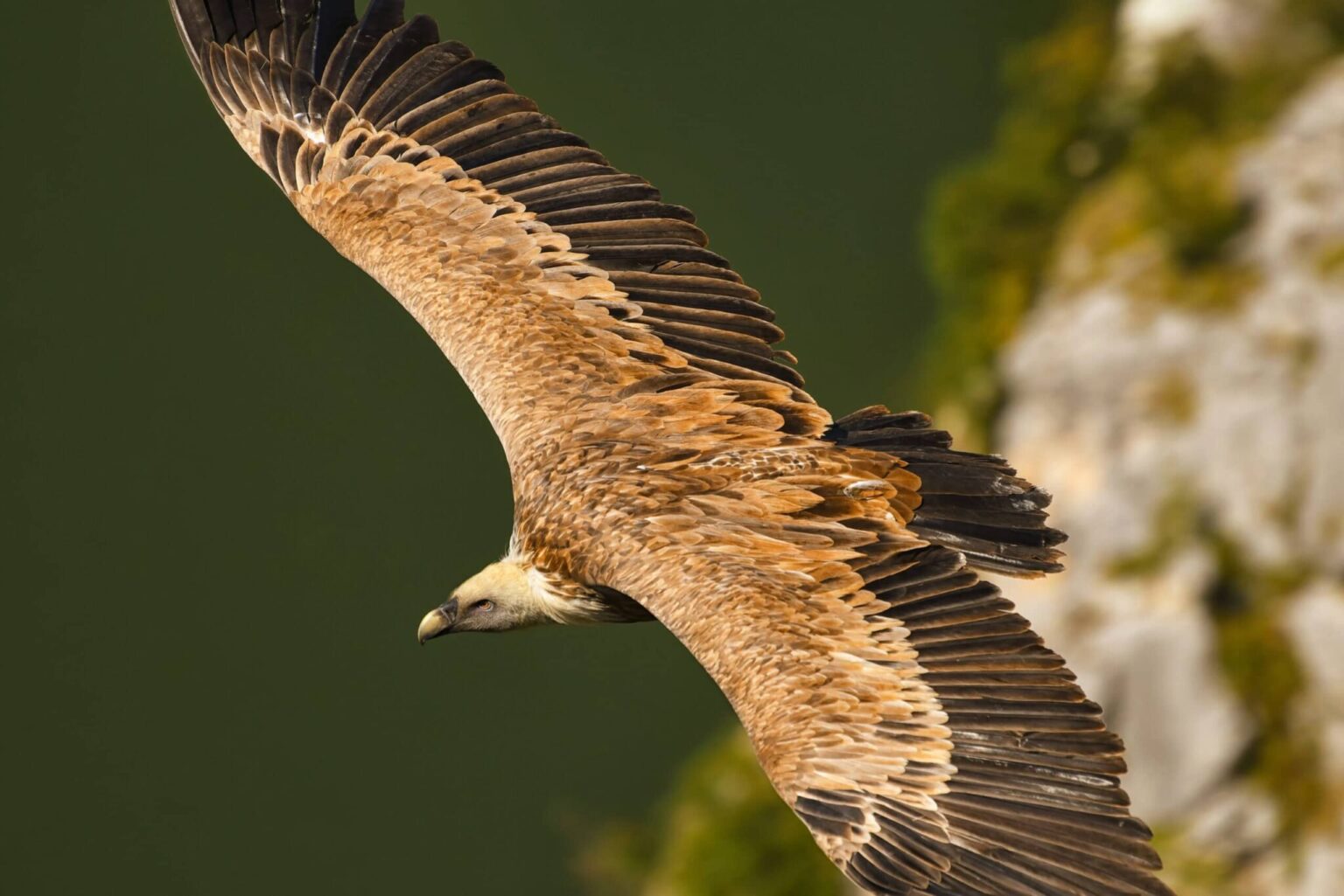 A close-up of a large vulture soaring with outstretched wings, showing detailed brown and black feathers, against a blurred green and rocky background