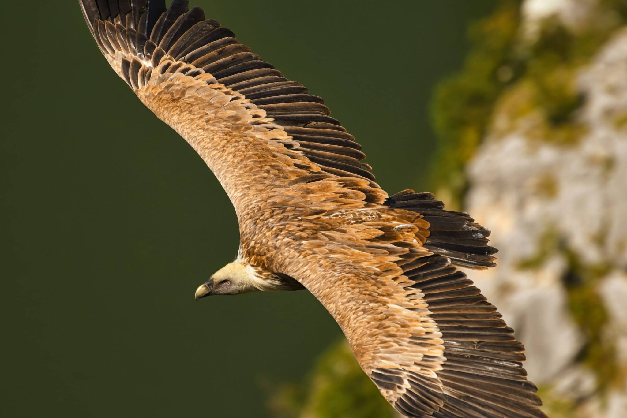 A close-up of a large vulture soaring with outstretched wings, showing detailed brown and black feathers, against a blurred green and rocky background