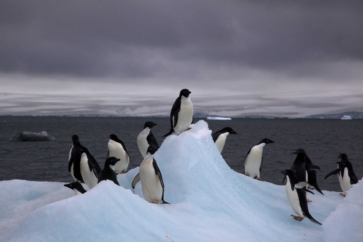 A gathering of penguins perch on an iceberg surrounded by great arctic water