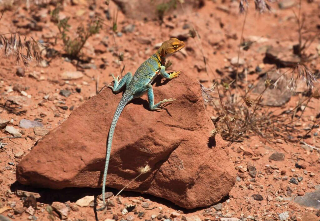 A green, long-tailed lizard suns on a rock in a dry desert ecosystem