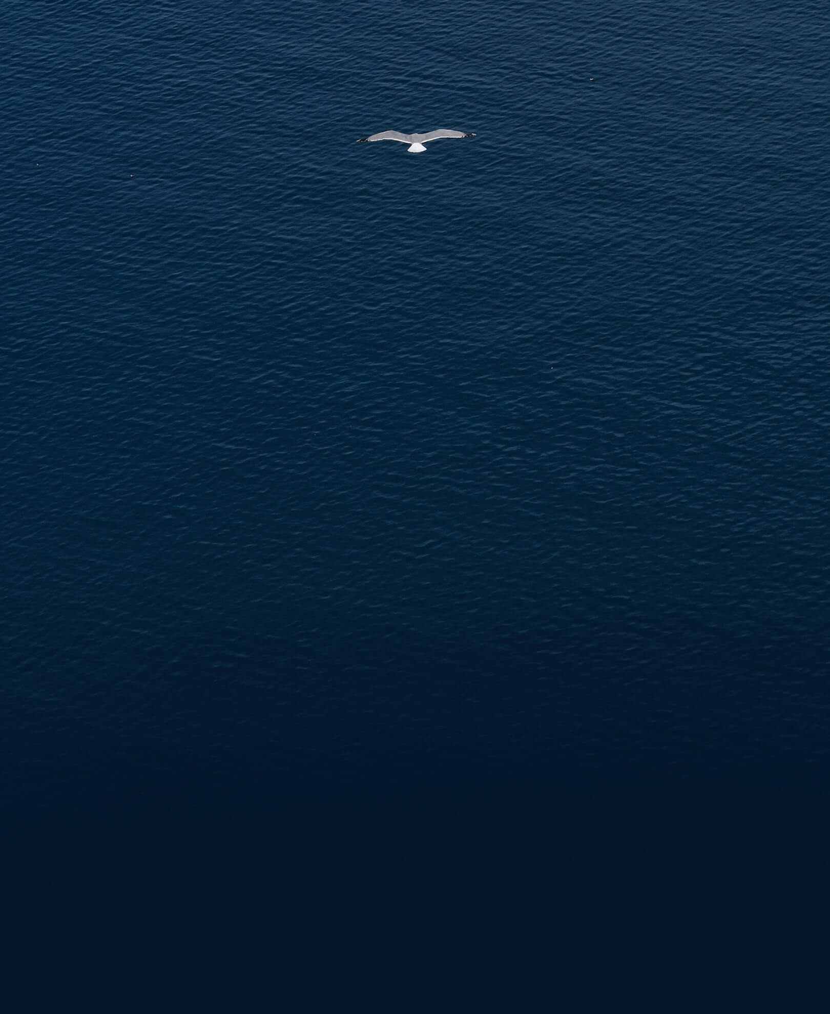 A lone white seagull flies over a vast, dark blue ocean ecosystem