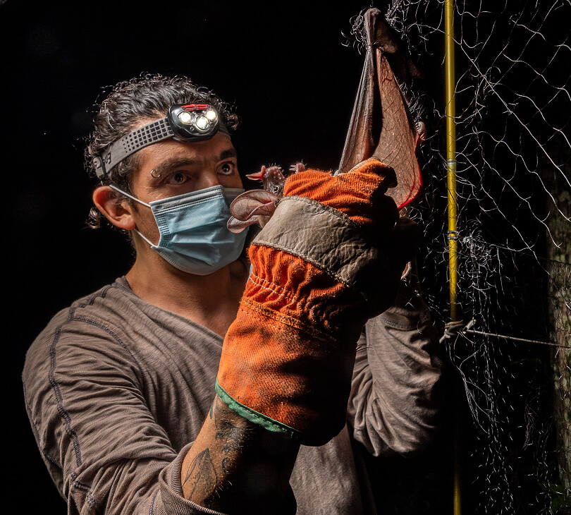 A wildlife rehabilitation professional rescues a bat trapped in a fence