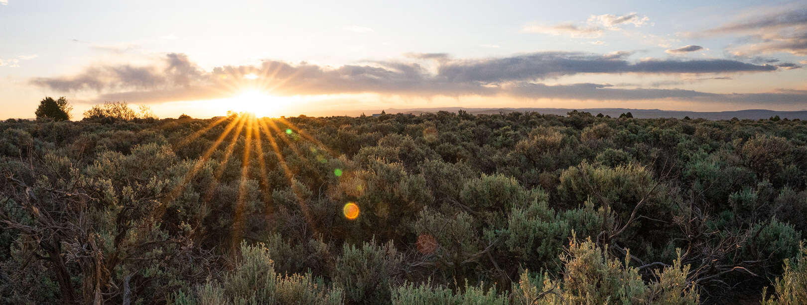 The sun sets across a dense brushy forest environment