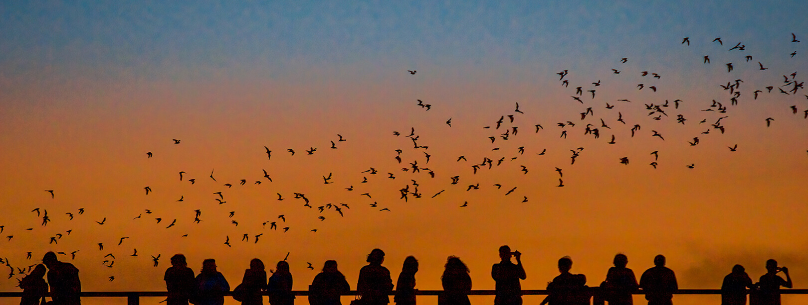 A gathering of people interested in ecology are silhouetted against the Austin, TX Bat Bridge as the bats fly away against a bright orange sunset.