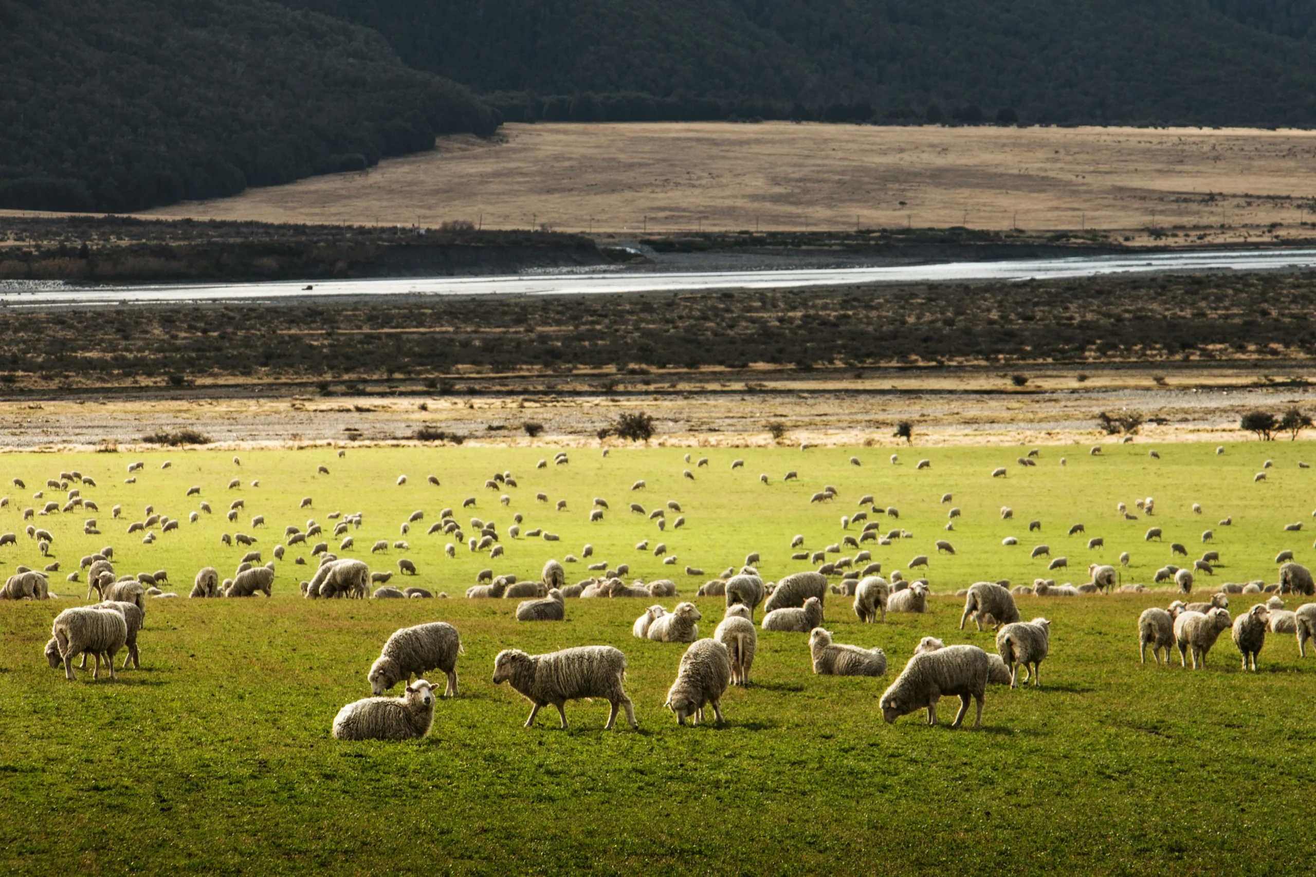 Large flock of domestic sheep grazing on a green pasture in a rural landscape, illustrating livestock farming and herd health conditions.