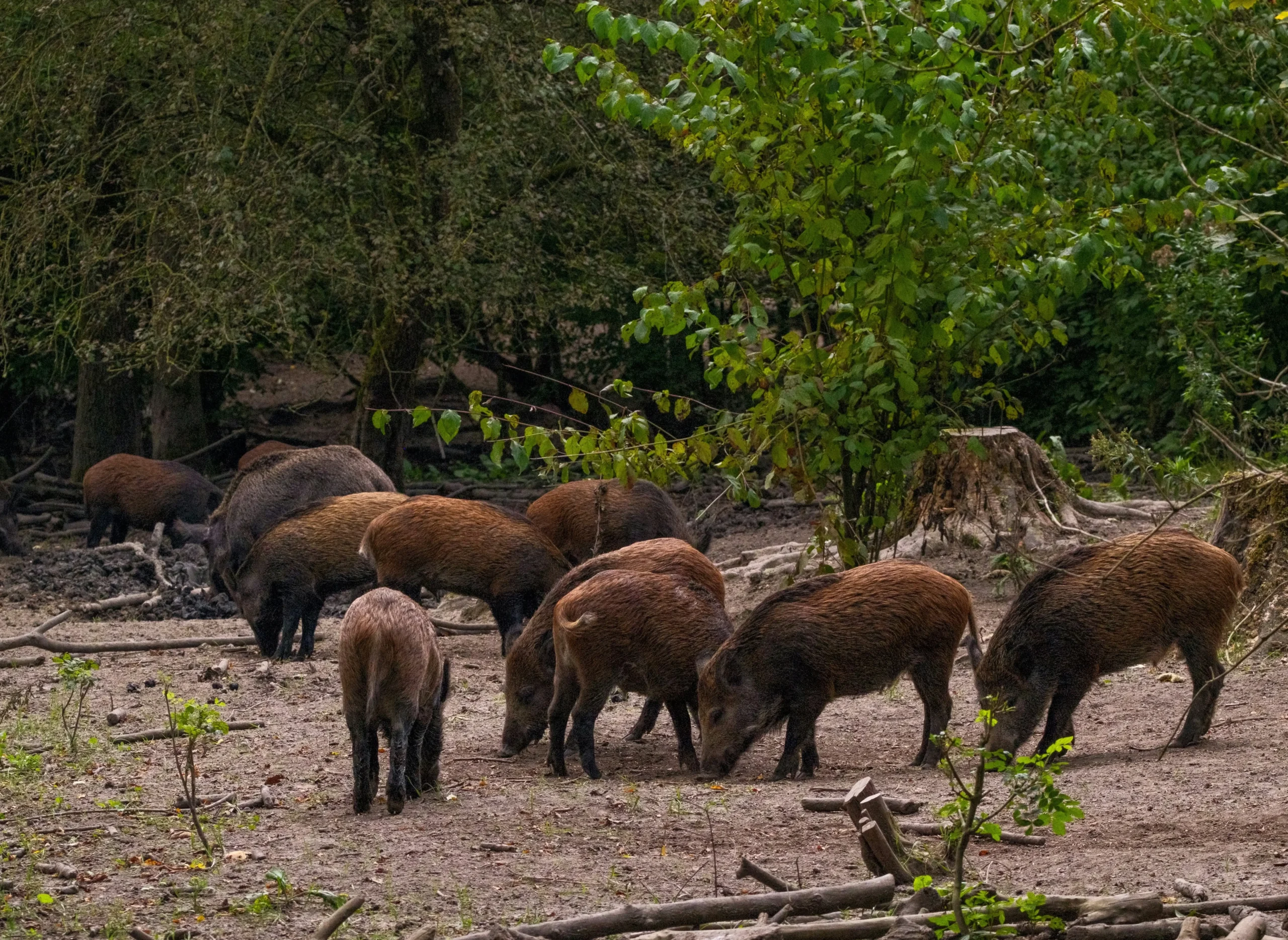 A group of feral swine forage on the forest floor, illustrating invasive wild pig behavior and their impact on woodland ecosystems.