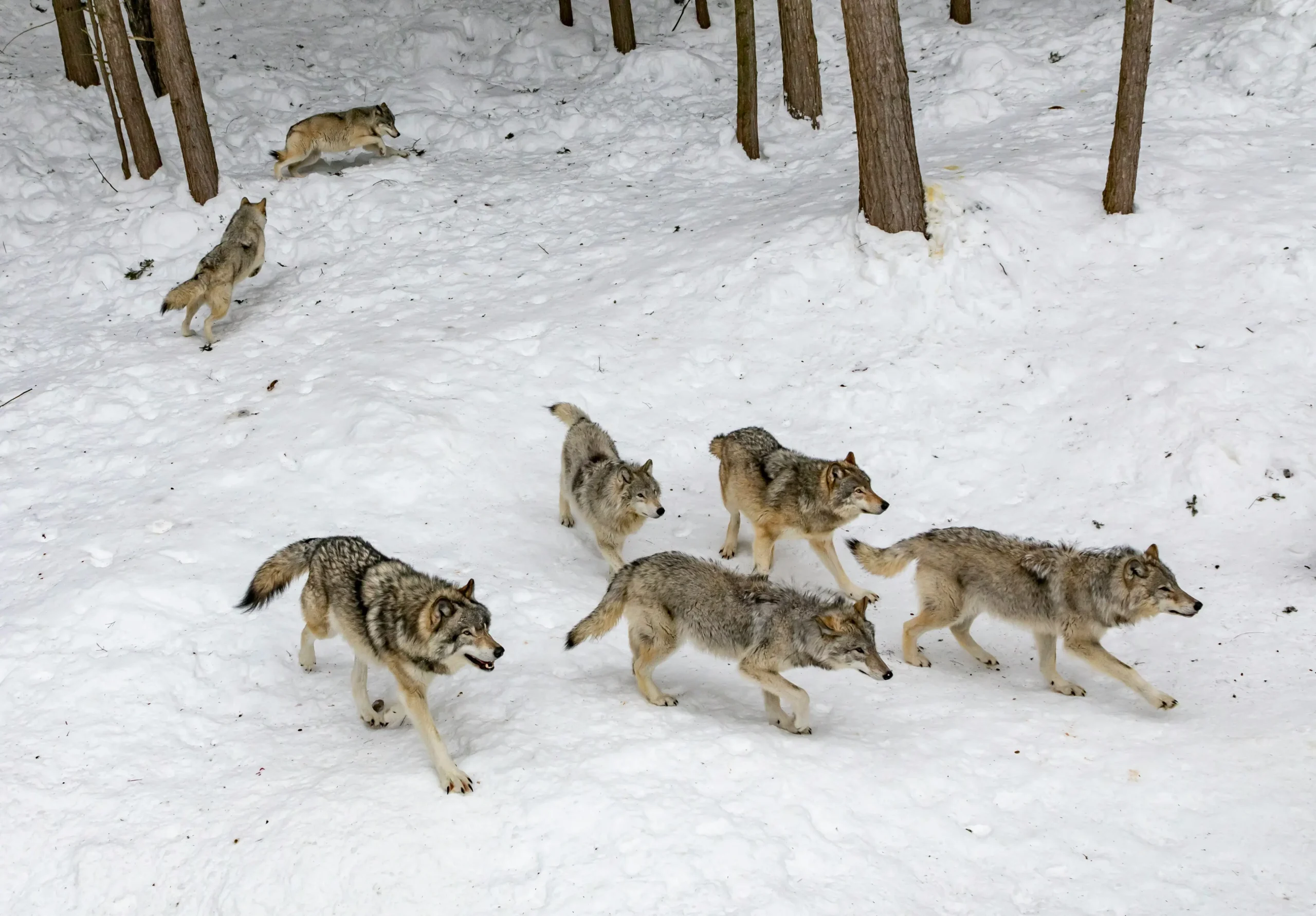 Pack of gray wolves moving through a snow-covered forest during winter, illustrating wolf restoration and natural predator behavior.