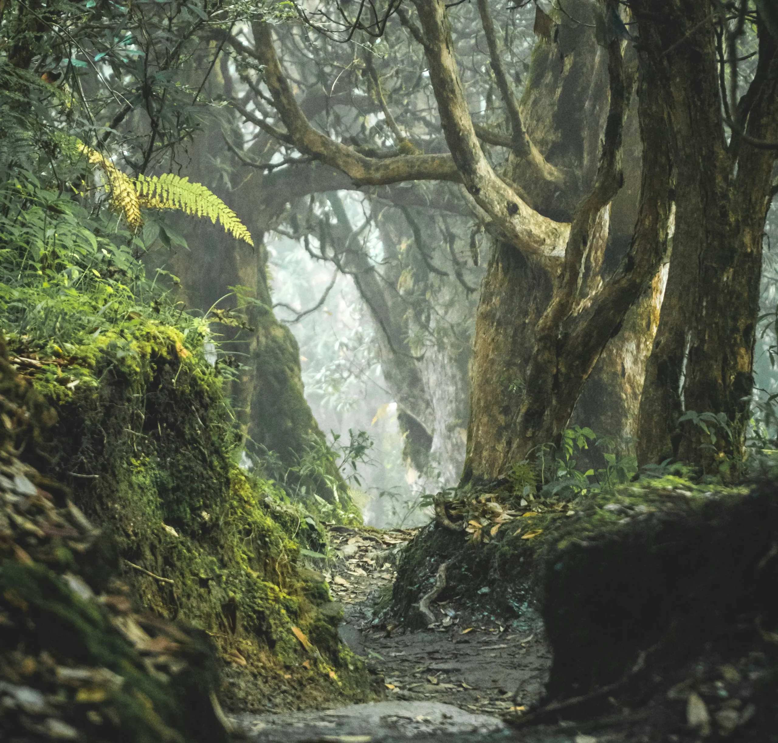 Moss-covered trees and a narrow trail winding through an old-growth forest filled with dense vegetation.